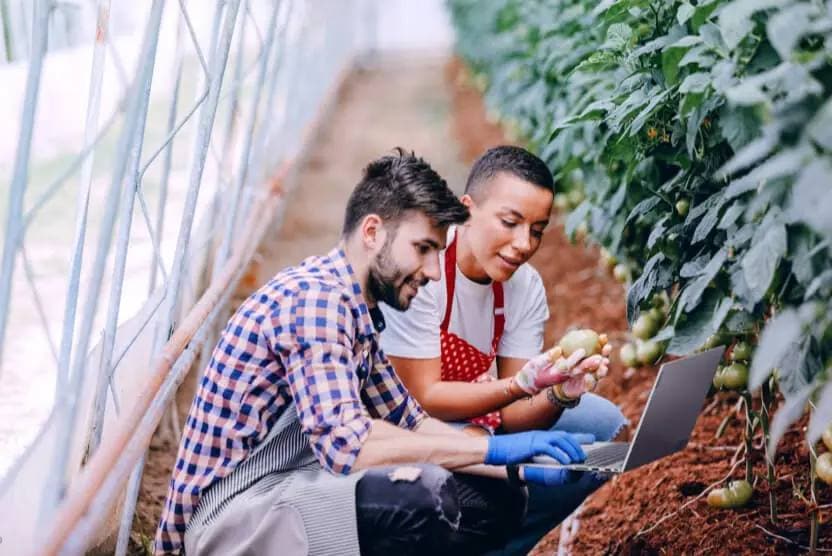 Two people in a commercial greenhouse evaluating vegetables and using a Lenovo laptop.