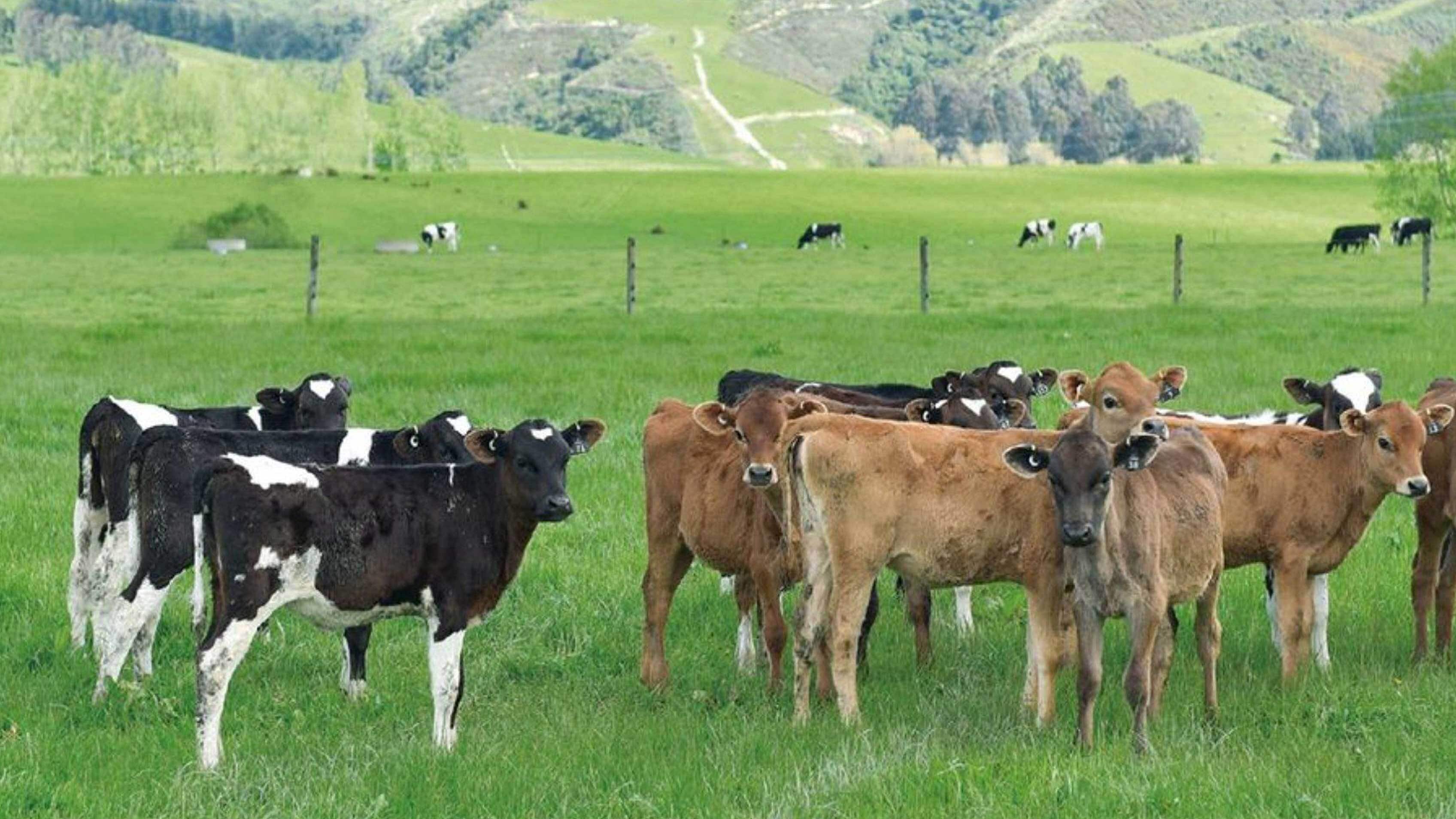 Cows grazing in a green field.